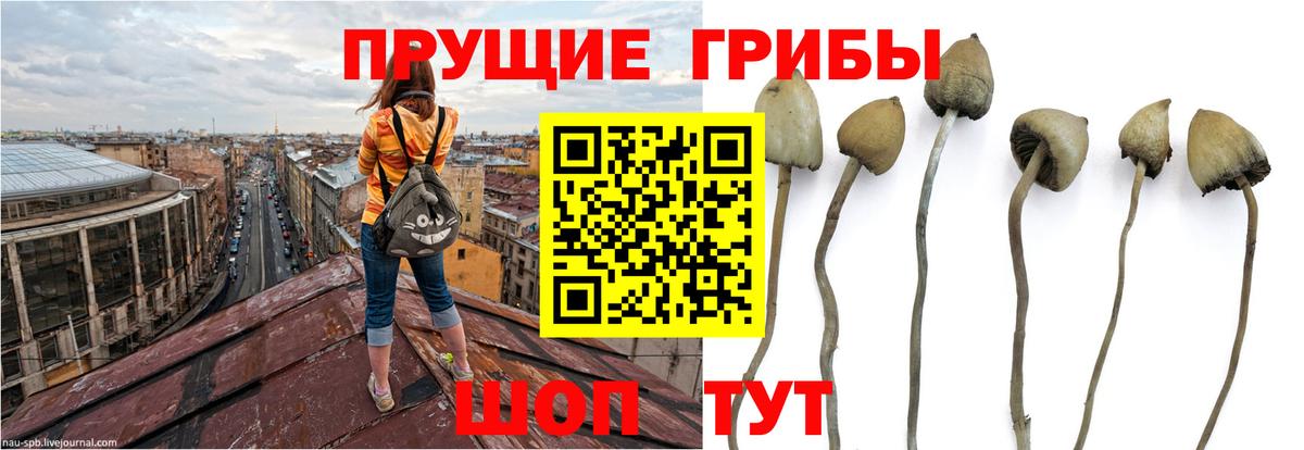 Псилоцибиновые грибы ЛСД  Галлюциногенные грибы MAGIC MUSHROOMS  Новокубанск  Вход с VPN 